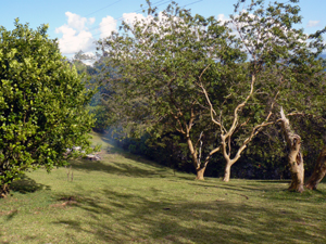 The 1/2-acre has sweeping lawns.