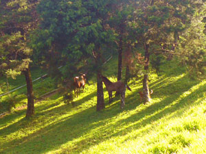 Two horses graze on the lawns amid tall trees. 