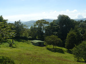 A pretty valley to the left of the driveway contains a 4-horse stable and a beautiful grove of tall trees.