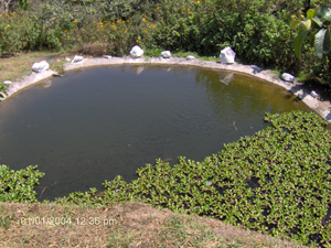 The tilapia pond is an attractive landscaping feature and also provides fish for private consumption or sale.