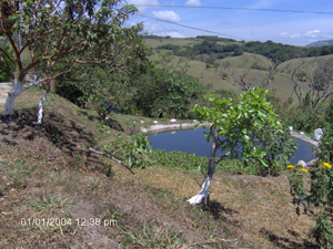 The property has a tilapia pond below the house and distant views.