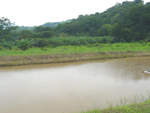 A tilapia pond in the Libano Valley