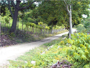 A road runs along the Canas River valley to ranches near Libano.