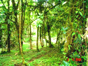 A forested area on the property