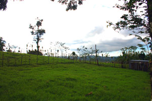 The pasture with lake beyond. 