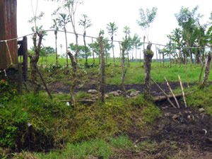 The former pasture makes a good building site for a lakeview home. 