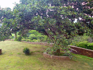 There's beautiful large shade tree and a new rock wall at the front of the second lot. 