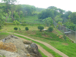 The first lot has fruit trees, a cement driveway, new fencing, and behnd it, a pretty hill. 