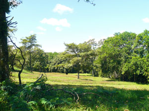 Below the lot, the land slopes down to the lakeside forest. 