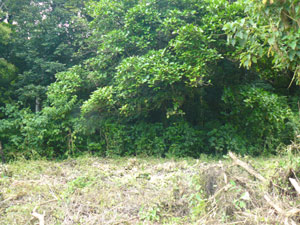 Above the building pad, a forest fills the upper half of the lot.