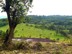 The new building pad sits below the forest that covers the upper half of the lot.