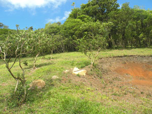 The development ends at a forested area directly above this lot. 