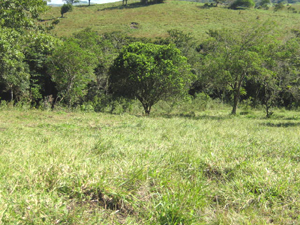 The lot slopes down ently to a forested quebrada.