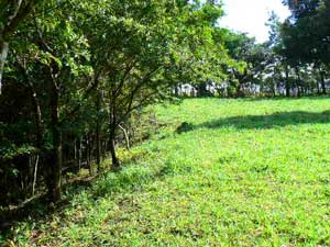 A pretty location for a house in a small field bordered by forest.