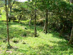 A copse in the area.