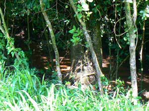 A creek winds through woods on part of the development.