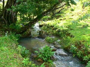 A healthy year-round stream is one of the water features in the area.