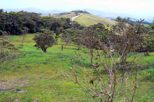 There are already promising building sites among the scattered fruit and native trees. 