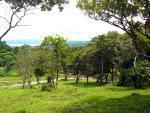 Lot 8 has a grove of small trees.