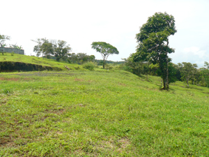 The largest lots, 5 and 6, project past the end of the central lane.