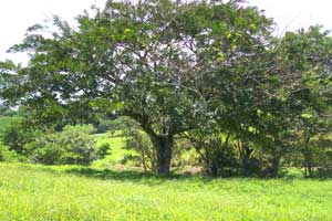 The lot is partially wooded and has this handsome tree for possible shade and windbreak.