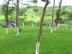 Though only a few minutes from Tilaran, the lots have broad rural vistas.