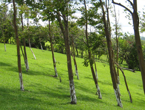 There are sloping areas for those who like living on a hillside. 