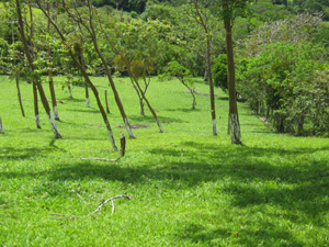 The lots are grassy and nicely delimited by lines of trees.