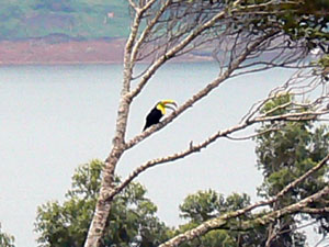 A toucan adds to the lake view from Lot 2.