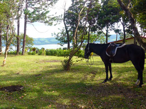 A horse enjoys the grass and view on Lot 3.