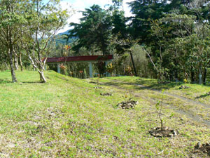 The driveway from the electric entrance gate into Lot 4.