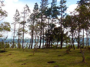 A row of trees form a boundary between Lots 3 and 4.