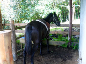 A horse in a stall looks over forested countryside.