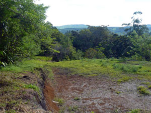 The horses have two fenced acres to roam in. 