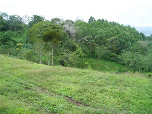 Here's a nice building site next to the forest.