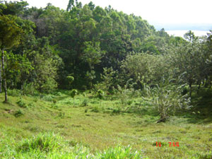 There's a nice variety of forest and open space on the property.