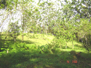 This glade shows the variety of terrain on the acreage. 