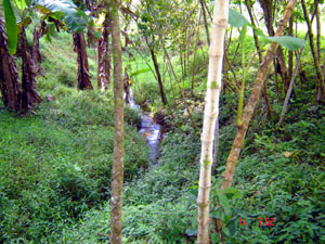 A stream runs through the acreage. 