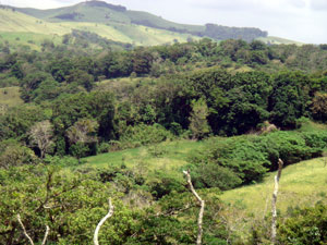 The lots are located in a complex hillside terrain that combines intermittant forest and pasture areas.