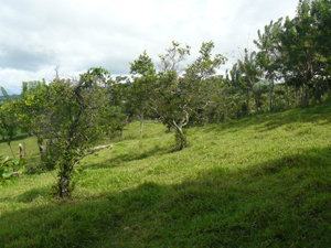 The L-shaped lot has a fairly wide foot which leads to the very much bigger main area of the 2+ acres.