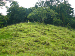 The high point of the pastured hill  reaches a forested background on a neighbor property.