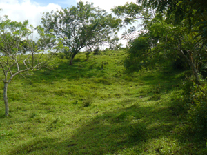 In the center of the 1+ acres, a broad hill rises to the top of the lot, a great place for a volcano-view home.