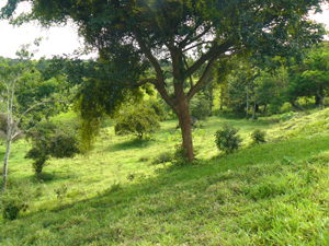 Though the lot as a whole is former pasture, there are attractive trees scattered about.