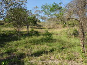 This gentle slope shows that the acreage easy to build on while providing an ocean vista from almost all locations.