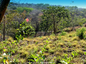 The terrain and climate are perfect for the growth of many native tropical flowering plants. 