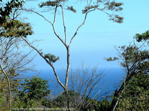 Another view of the ocean framed by trees on the lot. 