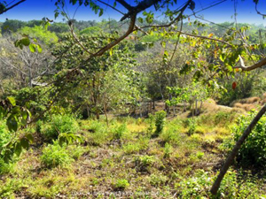 From the lot forested hills continue for miles on the Nicoya Peninsula, a great wildlife habitat.