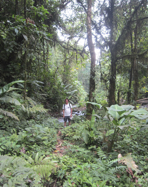 Walk down a path from the property to enjoy the fascinating old growth forest with many birds, animals, and a stream.