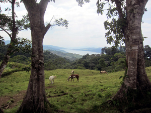 Looking through the trees at some building sites, the forest wth stream below the property, and Lake Arenal.