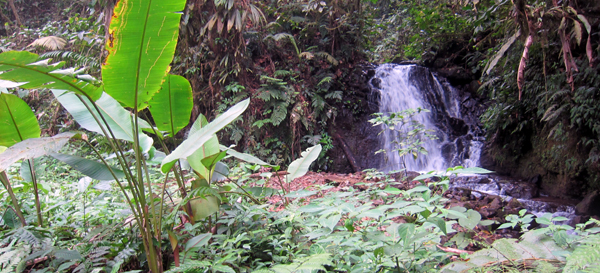 A path leads from the property down into old growth forest with a beautiful stream, the Rio Piedras Negras, enlivened by this waterfall.